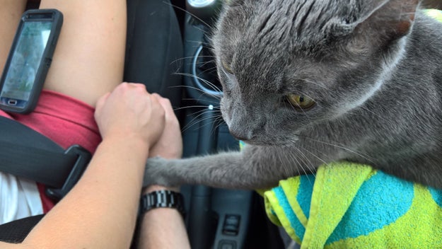 This is Andrew the cat, a treasured member of Andrew Bernhard's family for 15 1/2 years. In this photo, he is holding hands with his owners as they drive to the vet to put him down.