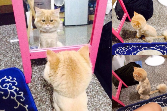 15 Cats Who Are Seriously Pissed About Their Summer Haircuts Sub-buzz-16207-1470238690-9
