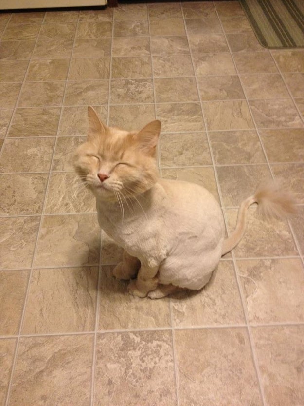 15 Cats Who Are Seriously Pissed About Their Summer Haircuts Sub-buzz-7321-1470237585-11