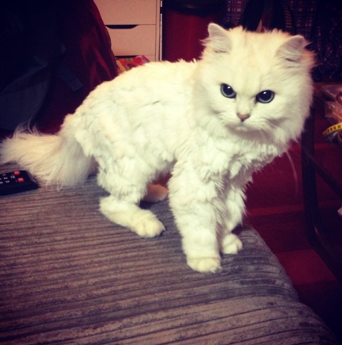 15 Cats Who Are Seriously Pissed About Their Summer Haircuts Sub-buzz-793-1470243562-1