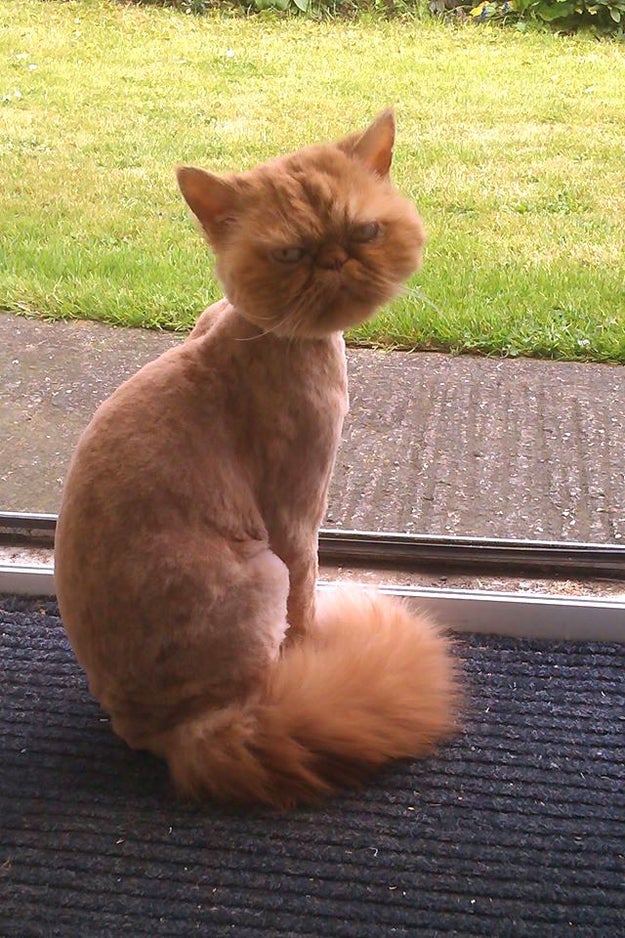 15 Cats Who Are Seriously Pissed About Their Summer Haircuts Sub-buzz-7252-1470242438-1