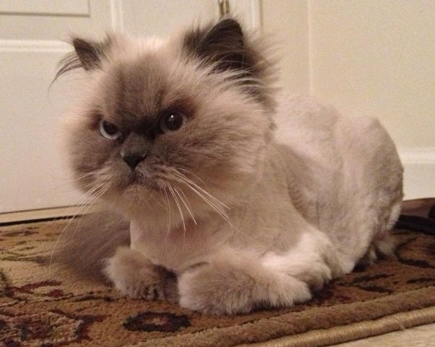 15 Cats Who Are Seriously Pissed About Their Summer Haircuts Sub-buzz-7413-1470243061-1