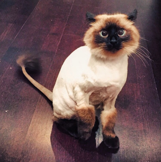 15 Cats Who Are Seriously Pissed About Their Summer Haircuts Sub-buzz-7546-1470243309-1