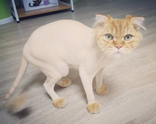 15 Cats Who Are Seriously Pissed About Their Summer Haircuts Sub-buzz-827-1470243724-1