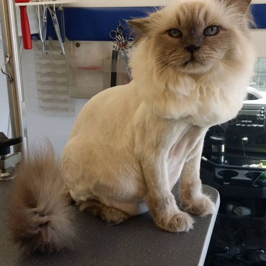15 Cats Who Are Seriously Pissed About Their Summer Haircuts Sub-buzz-23250-1470246279-3