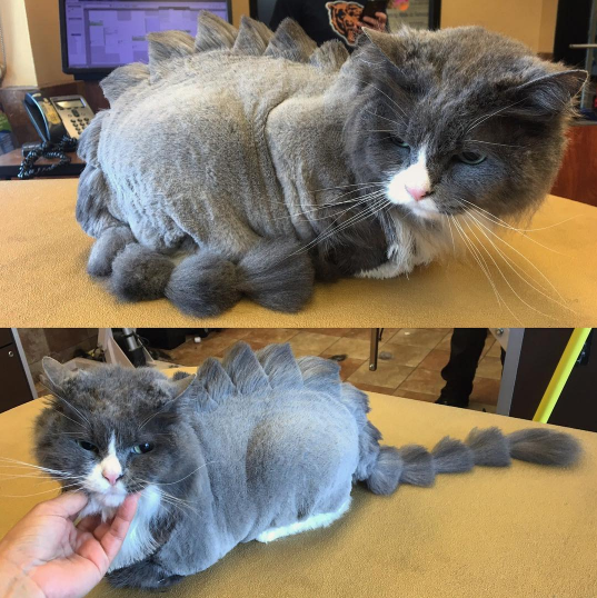15 Cats Who Are Seriously Pissed About Their Summer Haircuts Sub-buzz-4815-1470245438-1