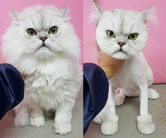 15 Cats Who Are Seriously Pissed About Their Summer Haircuts Sub-buzz-16843-1470244055-1