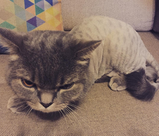 15 Cats Who Are Seriously Pissed About Their Summer Haircuts Sub-buzz-6202-1470243664-1