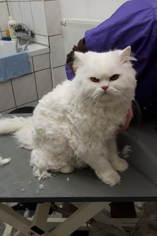 15 Cats Who Are Seriously Pissed About Their Summer Haircuts Grid-cell-5286-1470254842-8