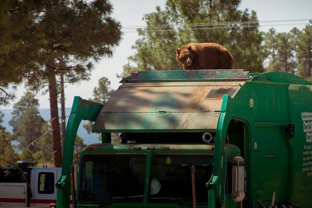 Here is a bear taking a ride on top of a garbage truck in Los Alamos, New Mexico.