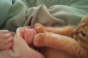 This Week In Cats