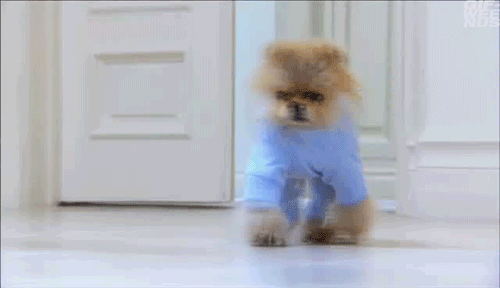 Que nos interrumpiera su perrito pomerania.