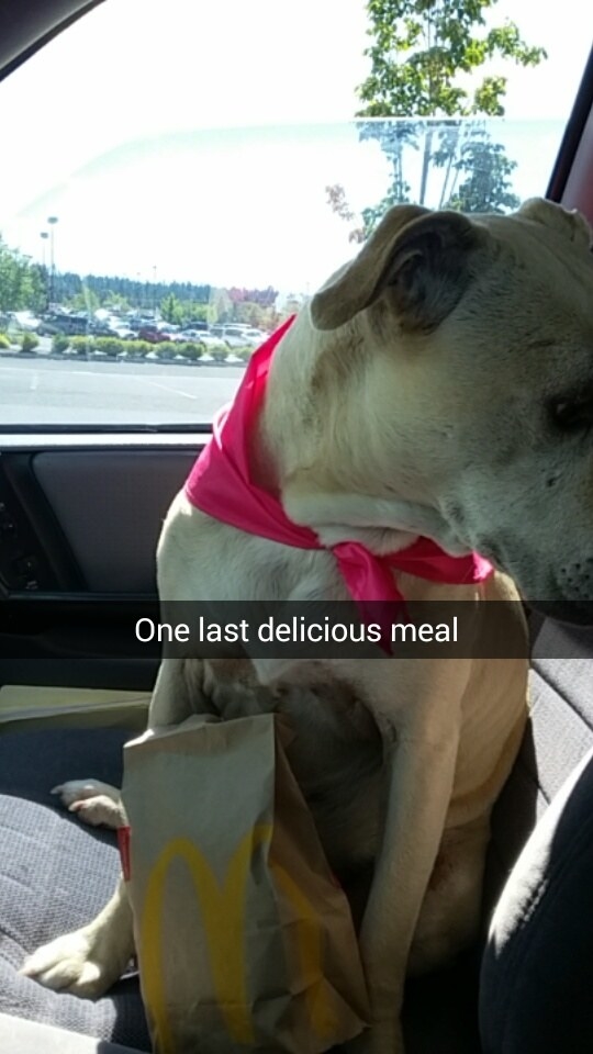 "We took a long drive home to enjoy the treats and so she could stick her head out the window," Amick said.