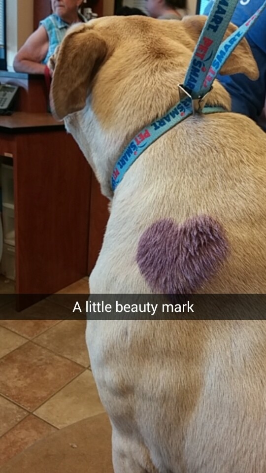 On Hannah's last day, Amick gave her extra pain medication and took her into PetSmart — where Amick works — for a bath.