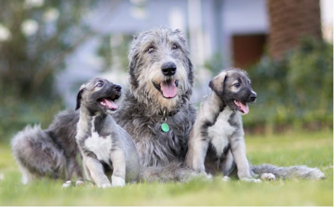 These Are The First Identical Twin Puppies Ever Found And They Are ...