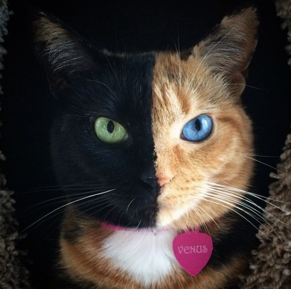 Behold this two-faced beauty.