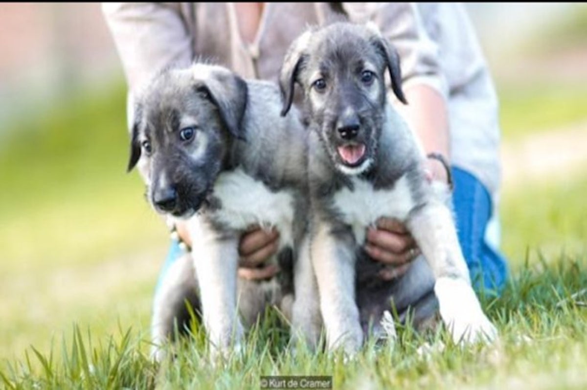 These Are The First Identical Twin Puppies Ever Found And They Are ...