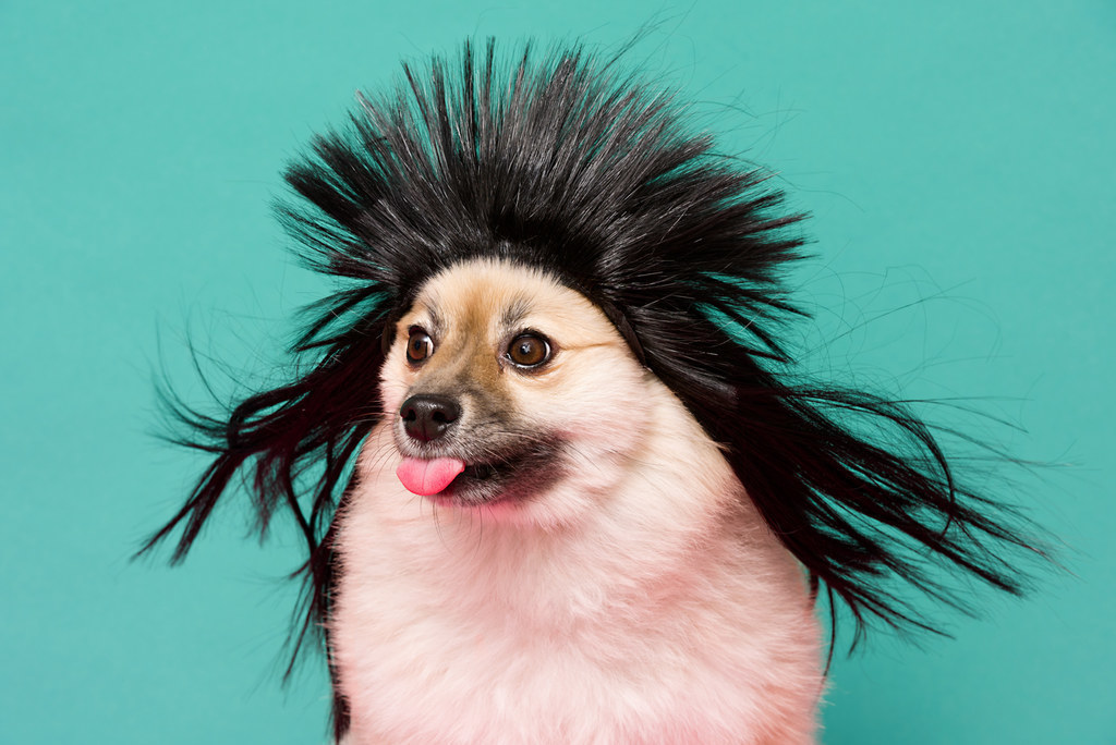 20 Photos Of Animals Looking Cute As Hell In Wigs