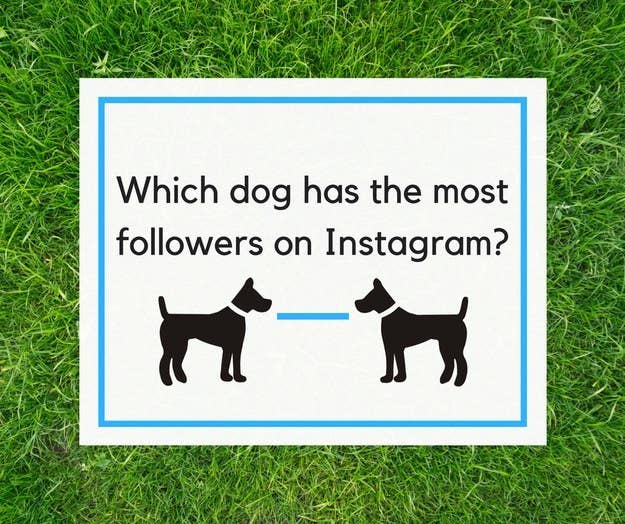 via instagram itsdougthepug - what dog has the most followers on instagram