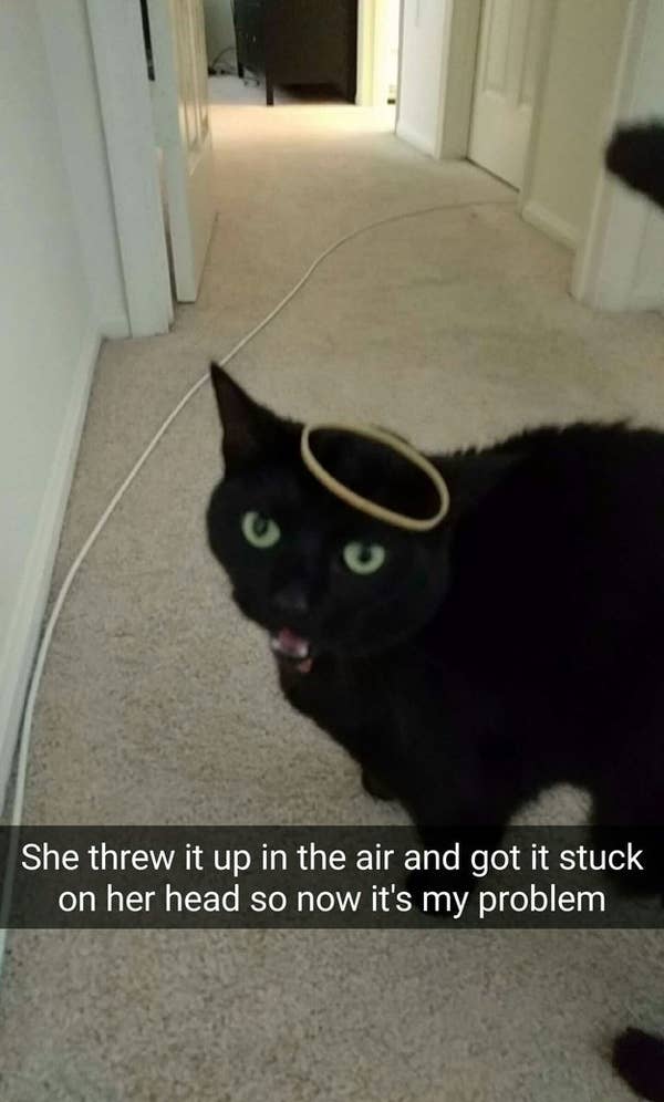 21 Hilariously Wtf Things Cats Have Actually Done