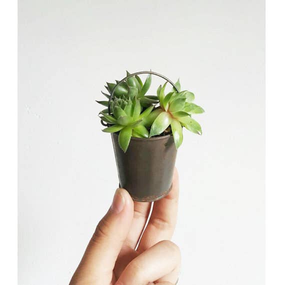 19 Tiny Plants To Cheer Up Your Sad Work Desk