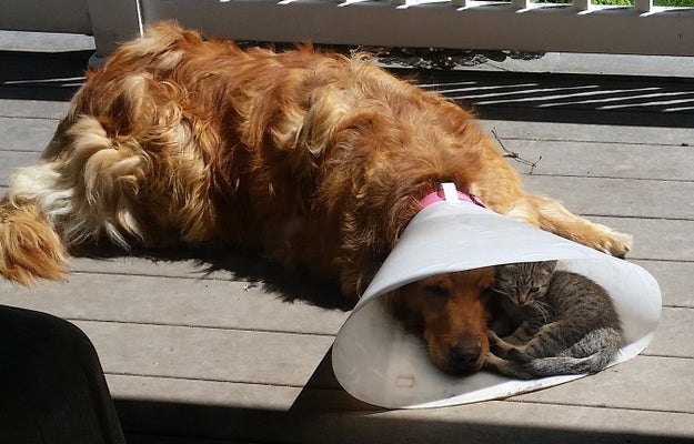 This tiny flufferton, who isn't letting her best friend's limitations stop him from enjoying a nap in the sun.