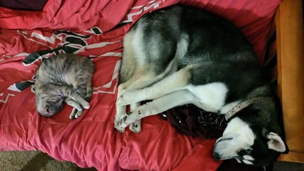 This adorable team, who have figured out the ideal napping position, regardless of size.