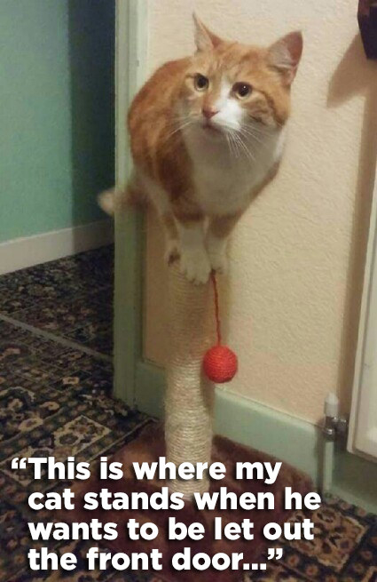 21 Hilariously WTF Things Cats Have Actually Done