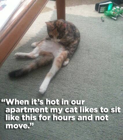 21 Hilariously Wtf Things Cats Have Actually Done