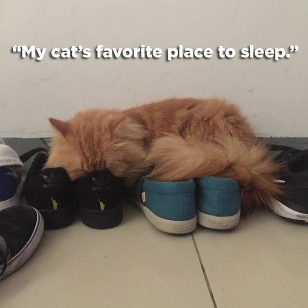 21 Hilariously Wtf Things Cats Have Actually Done
