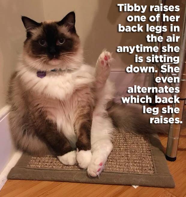 21 Hilariously Wtf Things Cats Have Actually Done