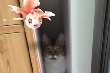 Estaria este gato realmente vendo um Pokémon?
