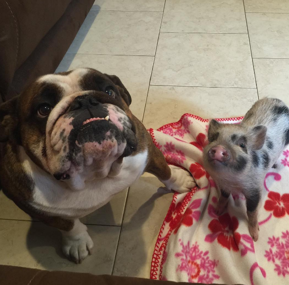 Look at this power duo using their combined cuteness to get treats.