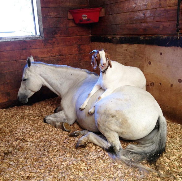 And a goat doing...this...to his very patient best friend.