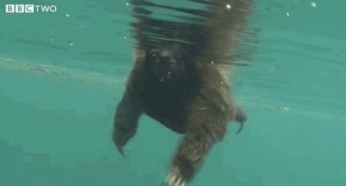 Sloths are actually great swimmers!