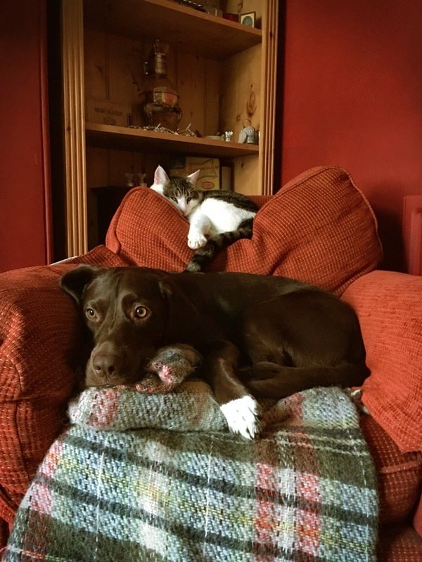 And this snuggle squad coordinating their afternoon naps.