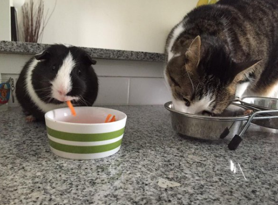 The world can't be THAT bad when there are guinea pigs and cats scheduling a proper dinner time together.