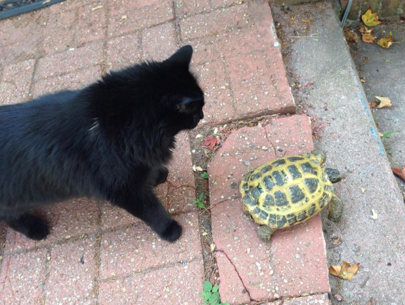 19 Interspecies Friendships That Will Fill Your Dead Heart With Cheer Sub-buzz-13718-1470763704-1