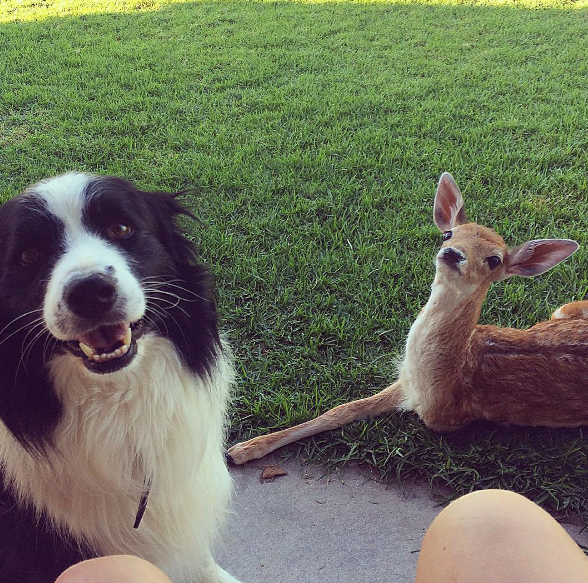 19 Interspecies Friendships That Will Fill Your Dead Heart With Cheer Sub-buzz-13739-1470764056-8