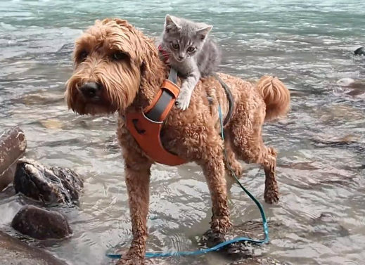 19 Interspecies Friendships That Will Fill Your Dead Heart With Cheer Sub-buzz-11940-1470767026-11