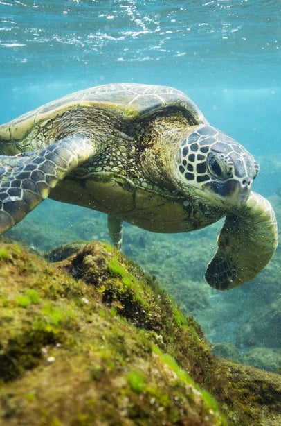 Hawaiian turtle