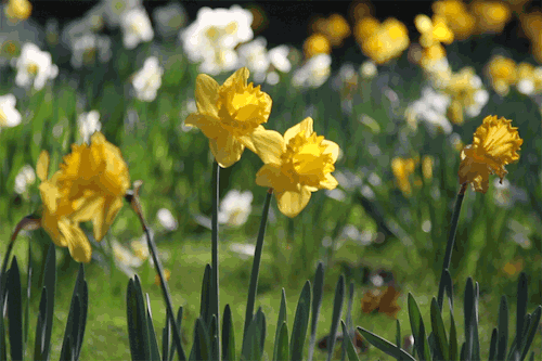 Spring