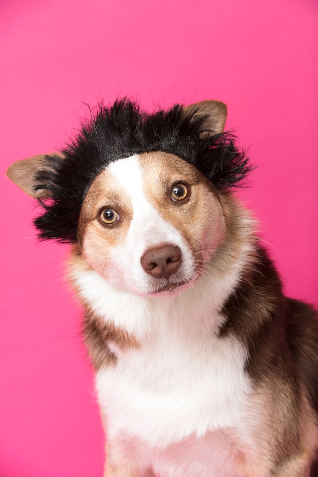 Does your pet look cute as hell in a wig???