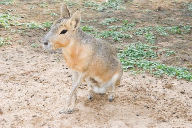This weird rabbit-kangaroo is actually called a Patagonian Mara or Patagonian Cavy.