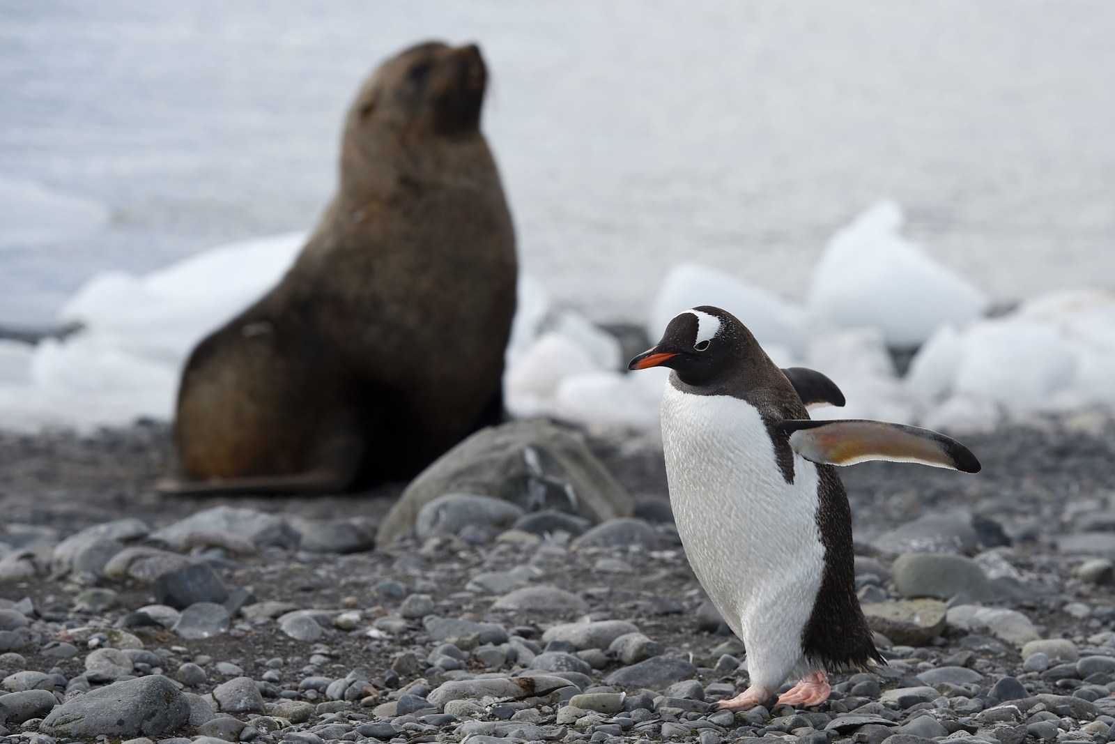 ペンギン わあペンギンかわいい ペンギンになりたい かわいい