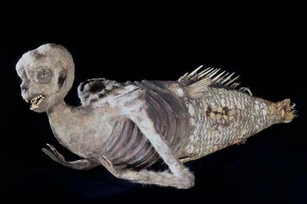 ハーバード大博物館の逸品 人魚のミイラ 外国人船員が19世紀に日本で購入