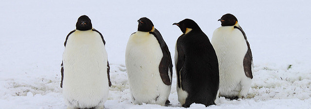 ペンギン わあペンギンかわいい ペンギンになりたい かわいい