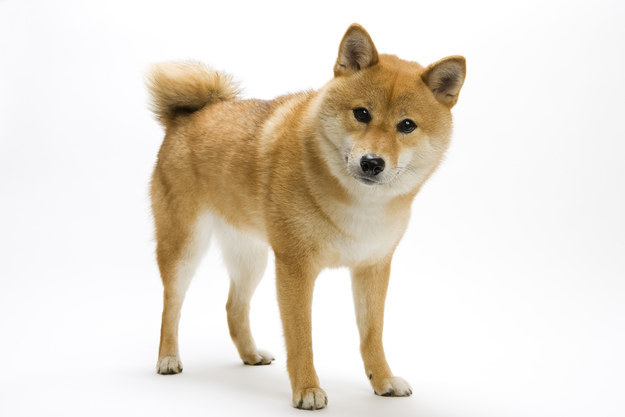 クイズ 柴犬 それとも秋田犬 クイズ 柴犬 それとも秋田犬