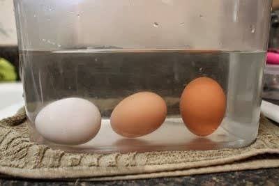 O ovo da esquerda está fresquinho, o do meio tem uma semana e o da direita tem cerca de três semanas: Você pode fazer o mesmo com um copo de água e um par de olhos.