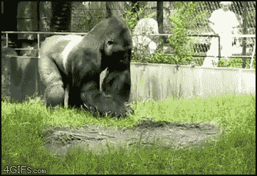 Harambe